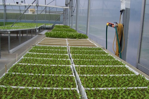 ebb and flow system float tray